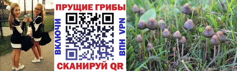 Псилоцибиновые грибы Psilocybe  площадка официальный сайт  Берёзовка  hydra ТОР 